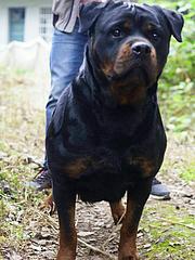 嘉兴本地罗威纳犬舍，本地罗威纳在哪里
