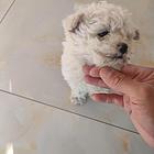 比熊幼犬
