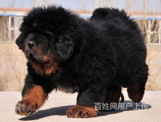 凶猛狮头铁包金藏獒幼犬让利销售 品质保证