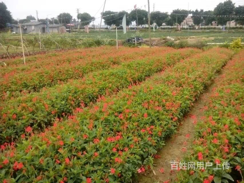 【图 番禺石基供应黄金叶鸭脚木福建茶龙船花天冬蜘蛛 广州番禺