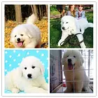 乌鲁木齐【犬舍】的地址 的电话 的路线