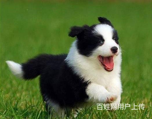 边境牧羊犬 纯种精品边牧幼犬 边牧狗狗活体的图片