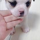 狗宝宝免费送人