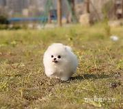 周口【同城有门店】茶杯犬犬舍周口茶杯犬