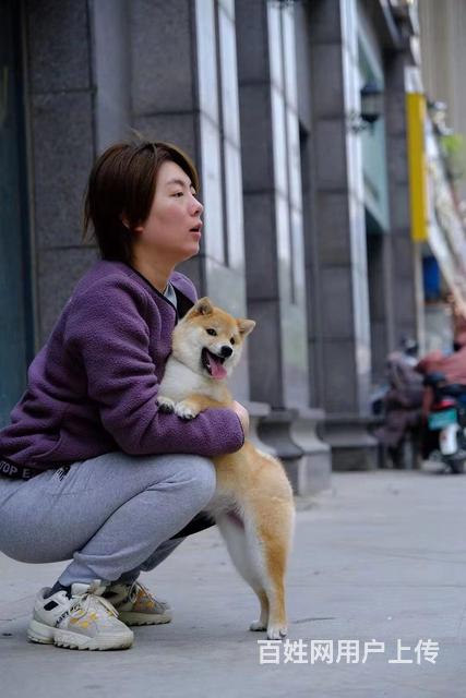 临沧柴犬出售专业繁殖优质柴犬的图片