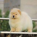 哈尔滨松狮犬多少一只，专业繁殖基地，签健康协议