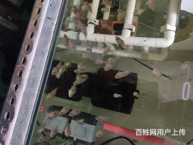 钻石藩王苗子的图片