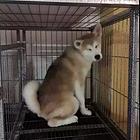 池州【*推荐】秋田犬舍‖秋田养殖场