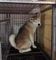 池州【*推荐】秋田犬舍‖秋田养殖场