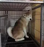 池州【*推荐】秋田犬舍‖秋田养殖场