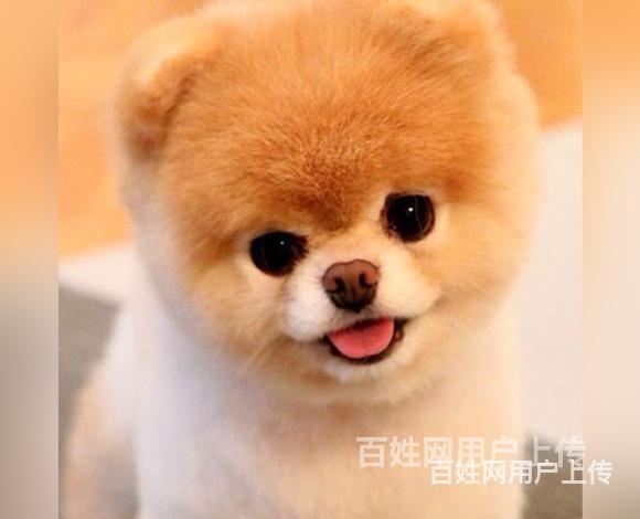 兴安宠物店卖博美的在哪哪里有卖的图片