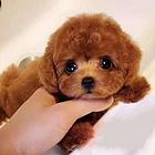 泰迪犬_泰迪犬价格_泰迪熊_茶杯泰迪_泰迪犬多少钱