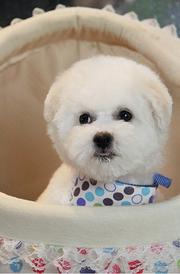 白山上哪可以看到比熊犬舍，比熊犬舍地址位置