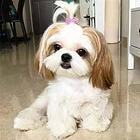 出售高端西施犬 三针齐全保健康 提供养狗指导