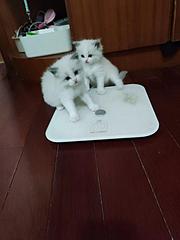 纯正布偶猫每只1000元
