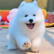 嘉兴【*推荐】萨摩耶犬舍‖萨摩耶养殖场