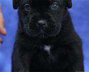 芜湖卖卡斯罗的犬舍，犬舍卡斯罗一般价位