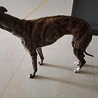 格力幼犬