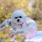 长春【*推荐】比熊犬舍‖比熊养殖场