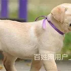 海宁家庭宠物去世处理,海宁宠物善后服务中心