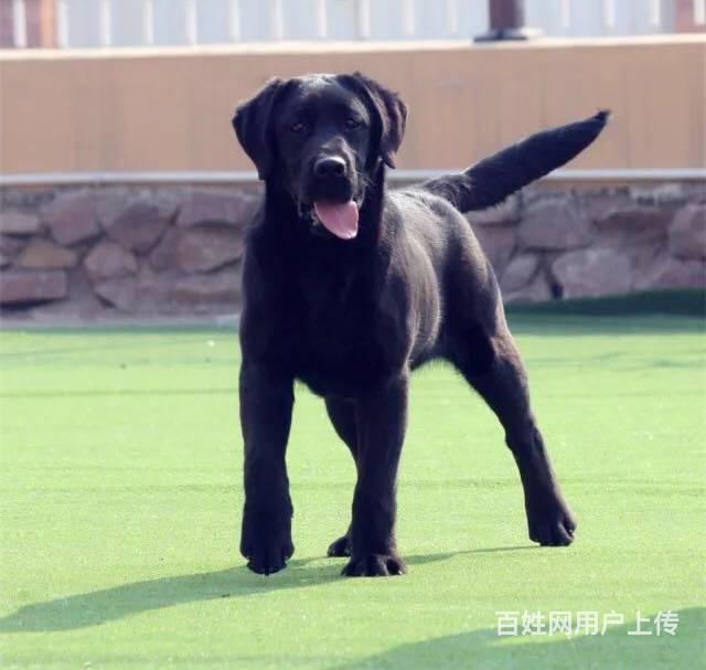 纯种拉布拉多_赛级拉布拉多_登陆冠军品质_出售的图片