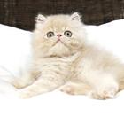 漳州附近哪里有加菲猫卖◆猫场常年卖纯种加菲猫