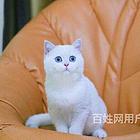 福建漳州包子脸银渐层哪里买