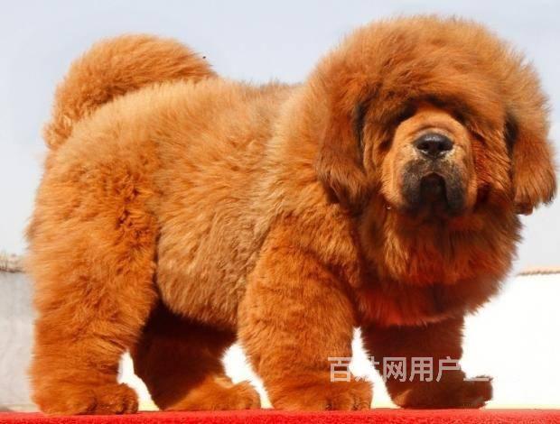 凶猛狮头铁包金藏獒幼犬让利销售 品质保证