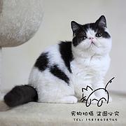 舟山哪里有卖纯种加菲猫的猫场基地，本地加菲猫价格