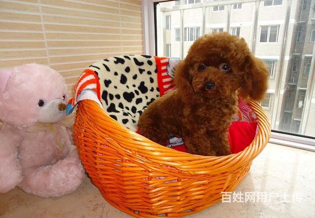黑龙江大兴安岭塔河健康巴泰迪多少钱小体泰迪好养吗的图片