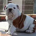 哪卖纯种斗牛犬，斗牛犬图片 北京法斗犬舍在哪