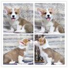 鹿城区那里有卖柯基犬的 质保签协议