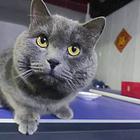 英短蓝猫