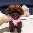 萍乡【*推荐】泰迪犬舍‖泰迪养殖场