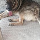 出售昆明犬狼青系