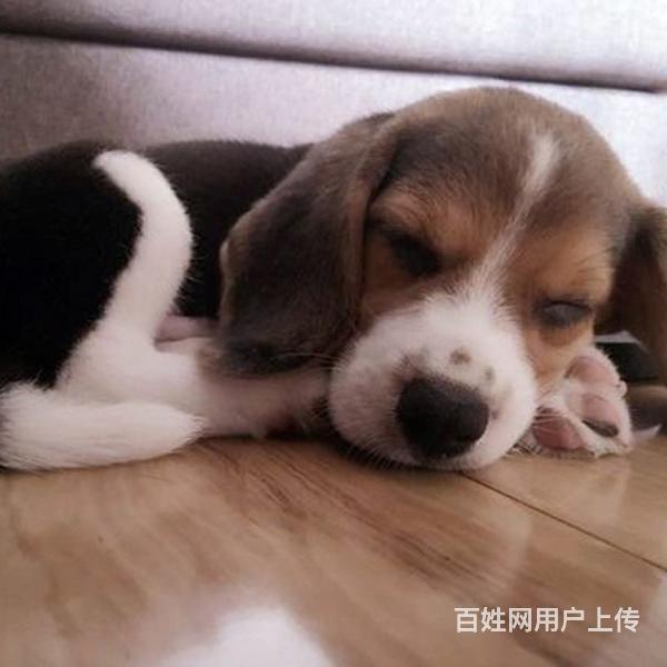 泰安上哪里买比格犬比较好，上哪里可以买到比格犬的图片