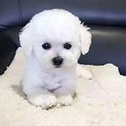 纯种比熊幼崽 找贵族气质比熊犬 齐疫苗