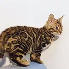 衡阳孟加拉豹猫 疫苗齐全 温顺黏人 保证健康