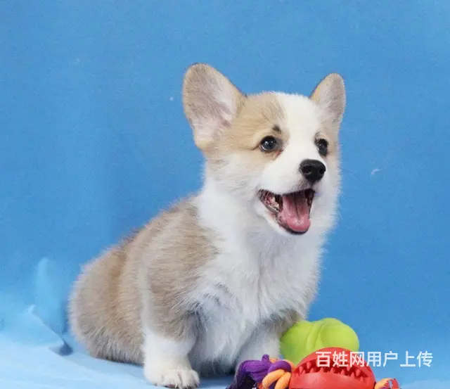 纯种顶级柯基犬短粗腿 三色柯基 两色柯基 通风围脖的图片