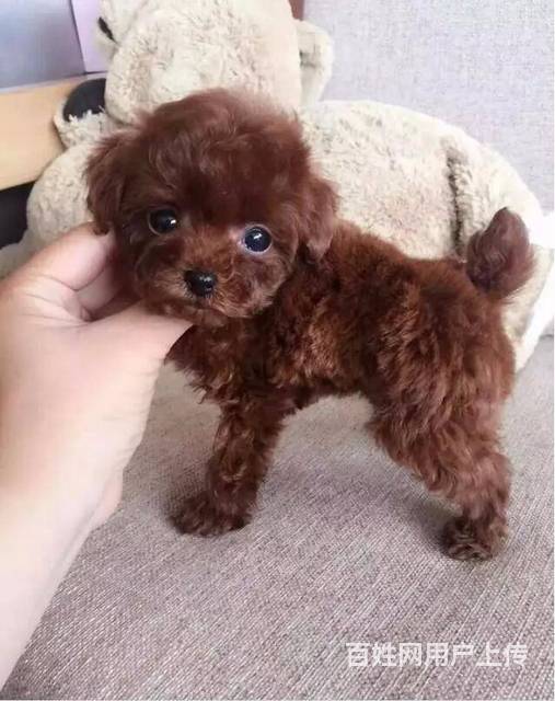 纯种赛级茶杯泰迪犬小体泰迪泰迪泰迪