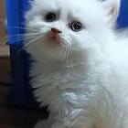 猫咪出售