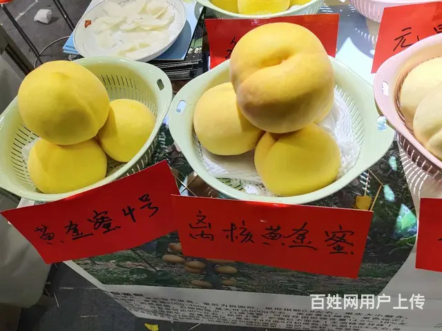 果树苗 梨树 苹果树 核桃树 樱桃树 枣树 绿化的图片