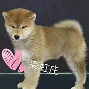 安庆哪有卖柴犬的柴犬价格 柴犬多少钱