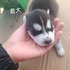 哈士奇幼犬