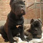 衡阳【*推荐】卡斯罗犬舍‖卡斯罗养殖场