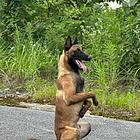 纯种马犬半卖半送