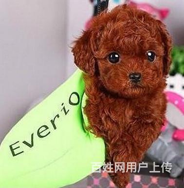 精品纯血统泰迪犬超低价出售茶杯血系欲购从速