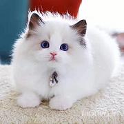 【本地猫狗舍】通辽哪里有卖猫猫狗狗 包纯种健康