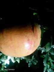 大红石榴