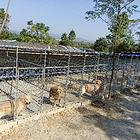 南宁市宠物放养式寄养